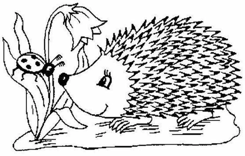 Kolorowanka jeż rozmawiający z biedronką Kolorowanka jeż rozmawiający z biedronką